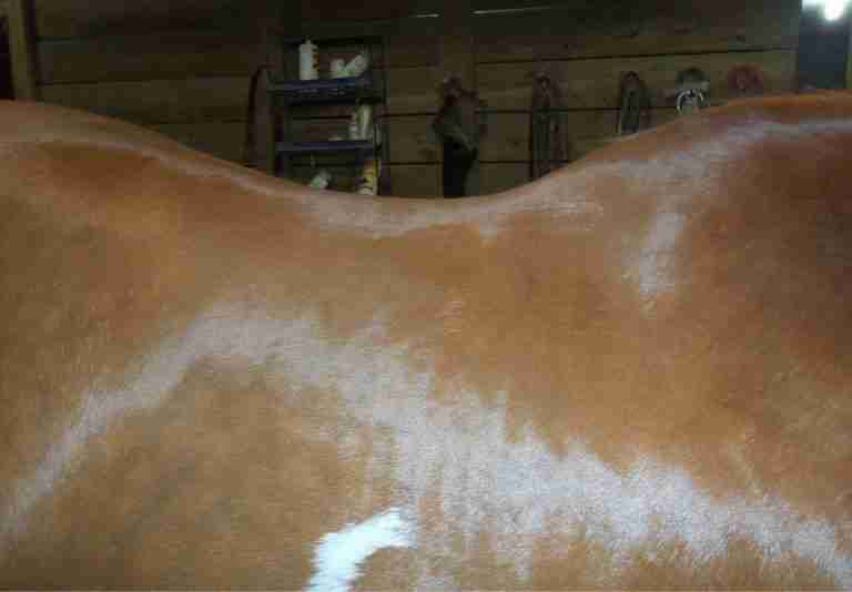 CUSTOM WESTERN SADDLE TREES