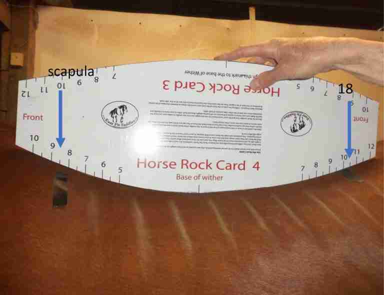 Get a Perfect Saddle Fit from the Comfort of Your Barn with Our Easy Fit Kit