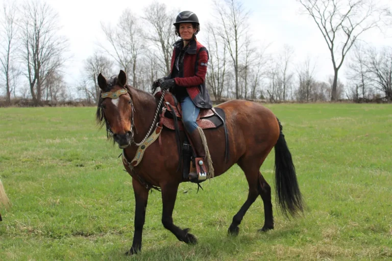 Experience the Comfort and Benefits of the Easy Fit Saddle: A Horse Owner’s Review
